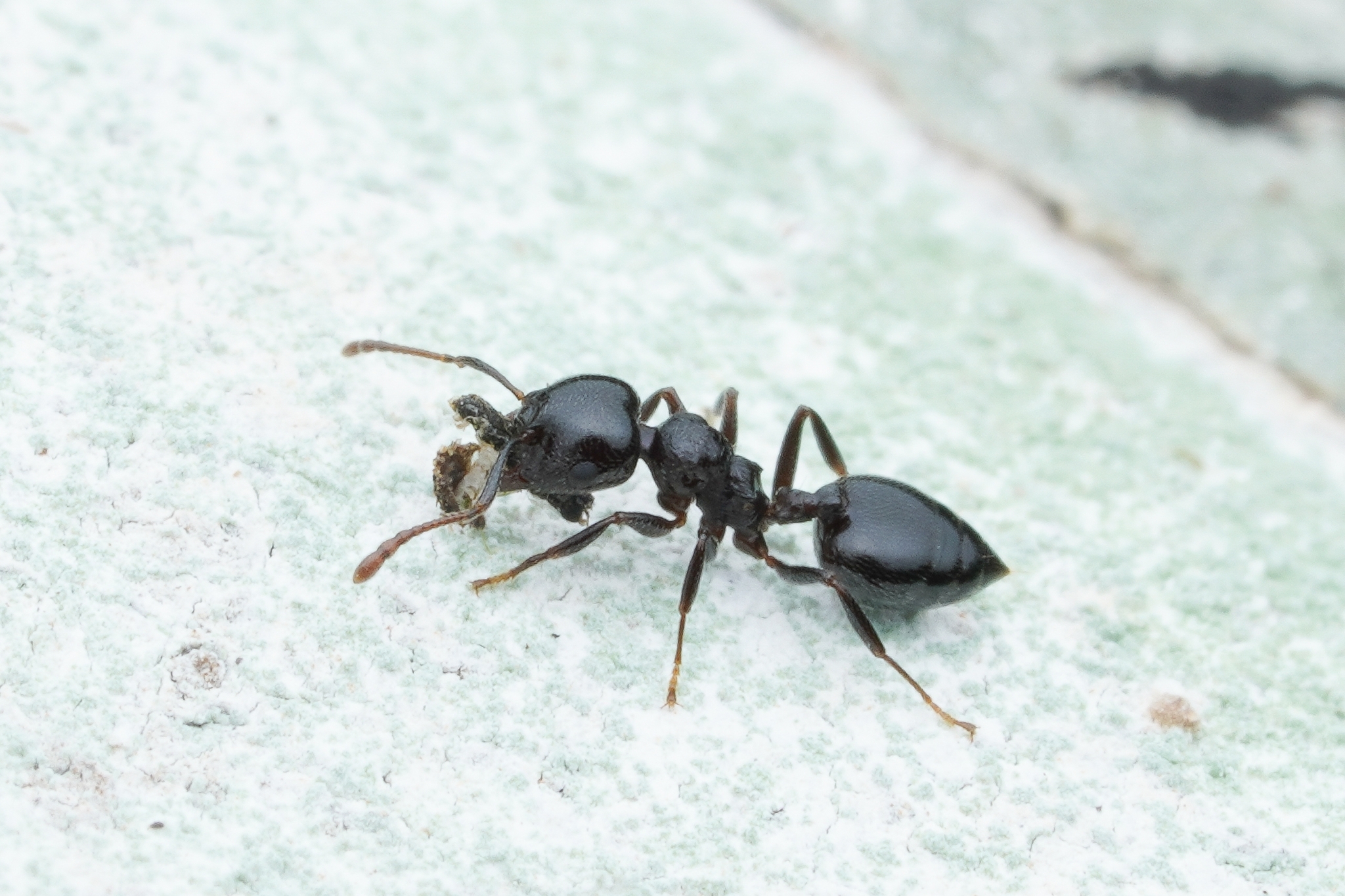 Crematogaster constructor