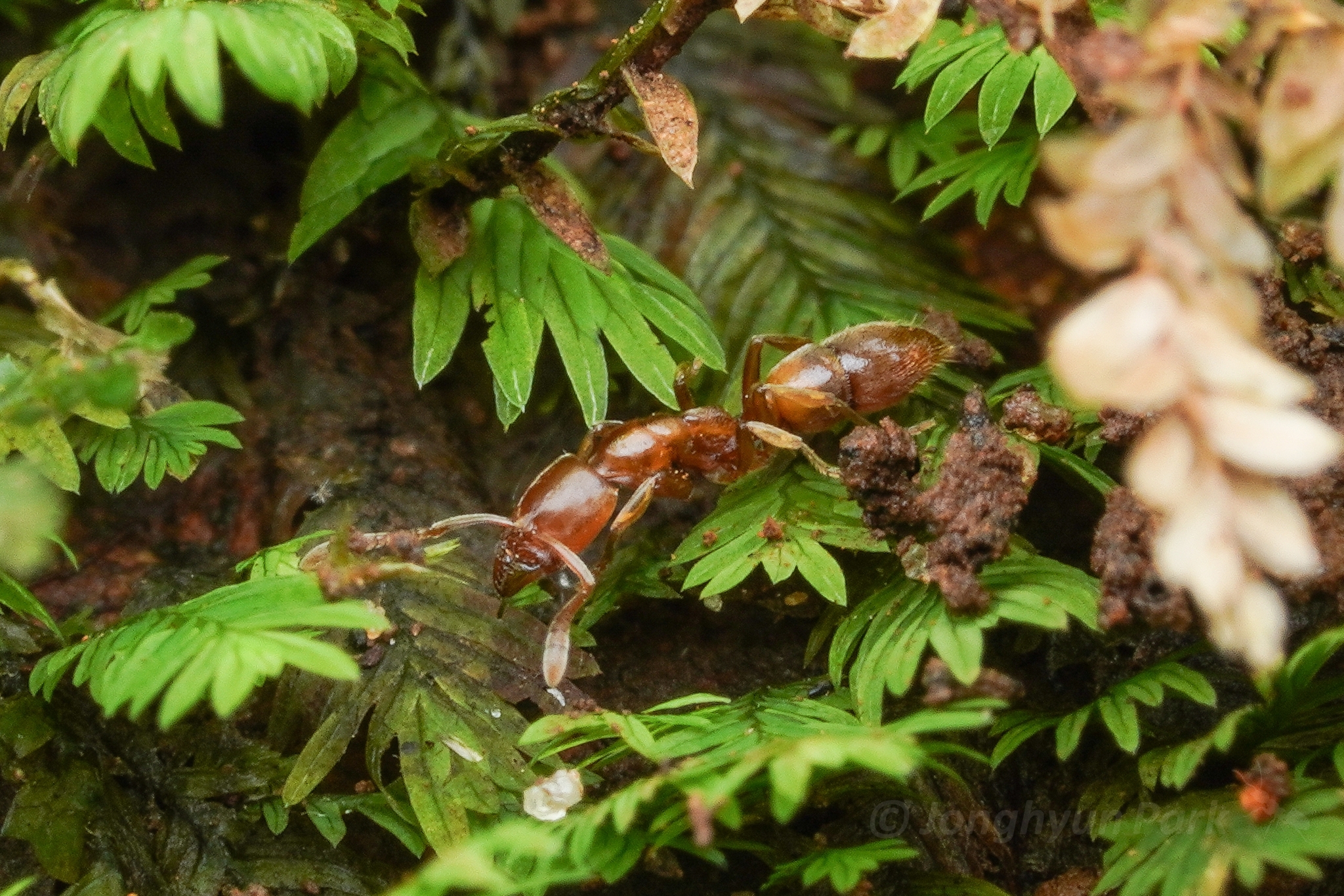 Hypoponera ignavia