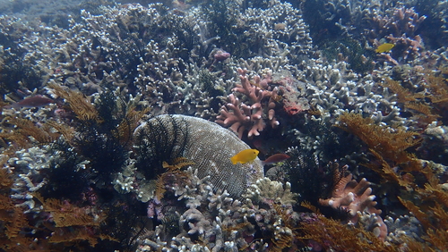 Lemon Damsel (Pomacentrus moluccensis)