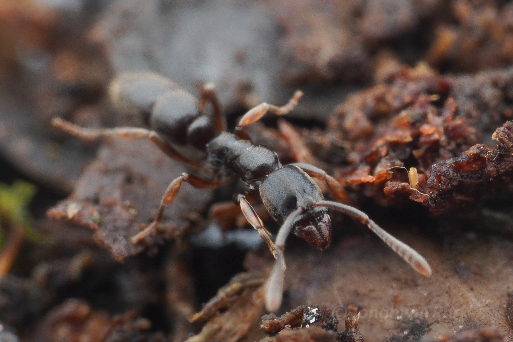 Hypoponera transvaalensis