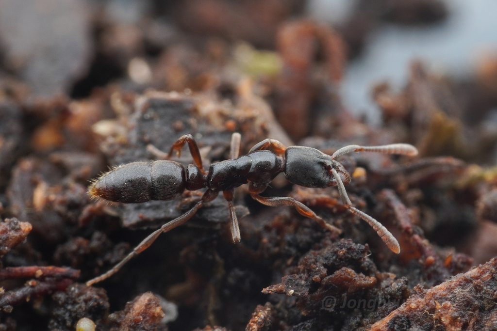 Hypoponera transvaalensis