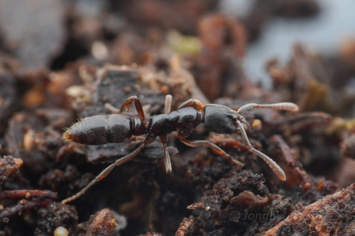Hypoponera transvaalensisHypoponera transvaalensis