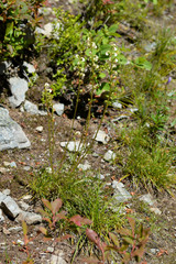 Pedicularis contorta