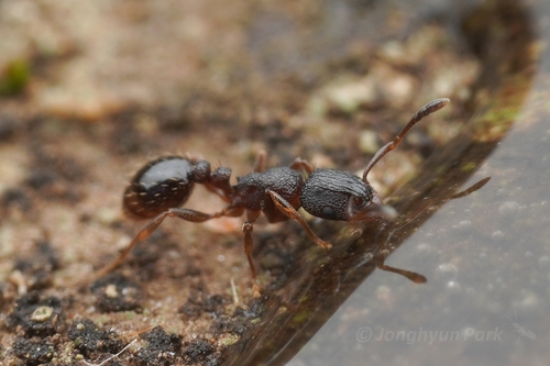 Tetramorium altivagansTetramorium altivagans