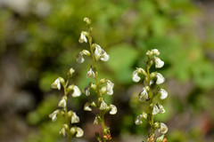 Pedicularis contorta