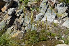 Pedicularis contorta