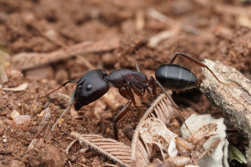 Camponotus buttikeriCamponotus buttikeri