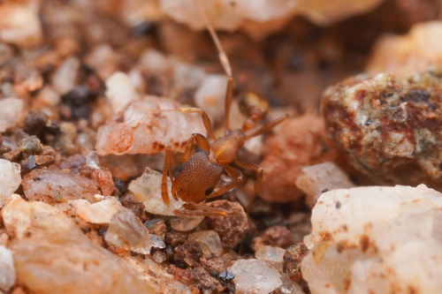 Monomorium damarenseMonomorium damarense