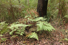 Calochlaena dubia