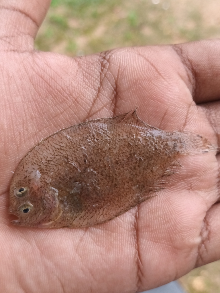 Largescale flounder