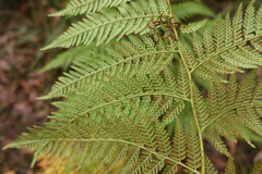Calochlaena dubia