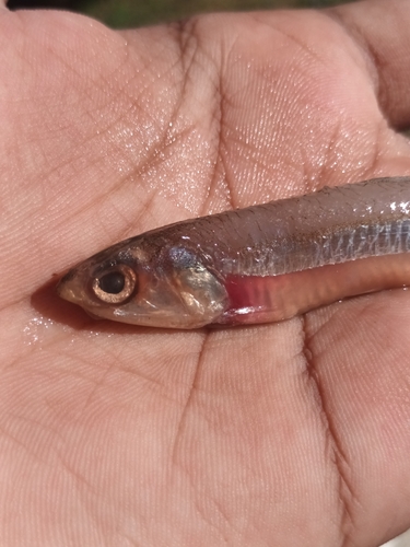 Anchovy (Encrasicholina heteroloba) — Engraulidae