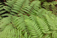 Calochlaena dubia