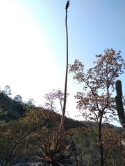Agave convallis