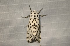 Hypercompe permaculata