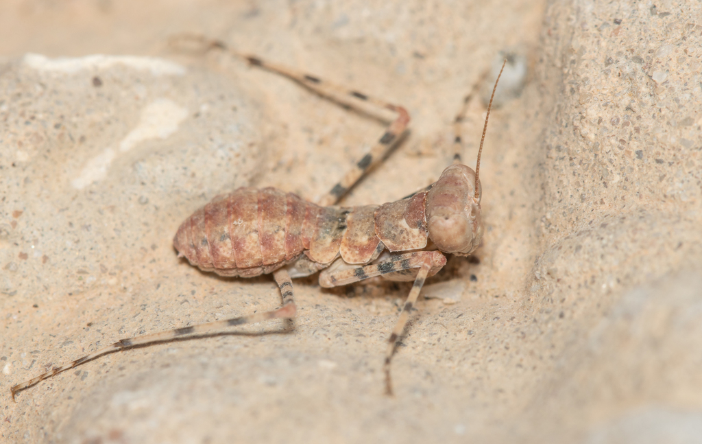 Eremiaphila
