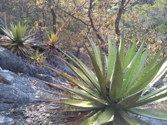 Agave convallis