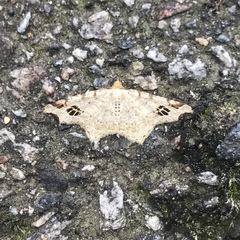 Macaria notata