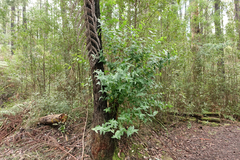 Eucalyptus cypellocarpa