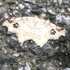 Macaria notata