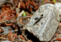 Coleomyia