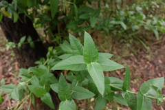 Eucalyptus cypellocarpa