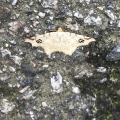 Macaria notata