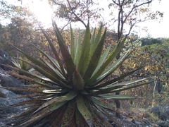 Agave convallis