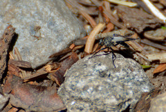 Coleomyia