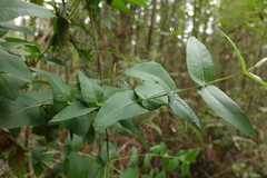 Eucalyptus cypellocarpa