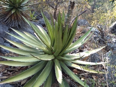 Agave convallis