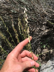 Melica stricta