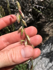 Melica stricta