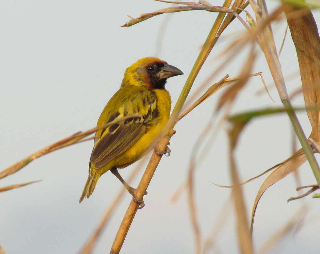 Northern Masked-Weaver