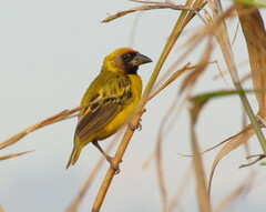Northern Masked-Weaver photo 1