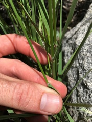 Melica stricta