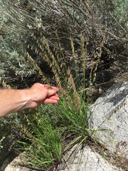 Melica stricta
