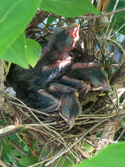 Cardinalis cardinalis