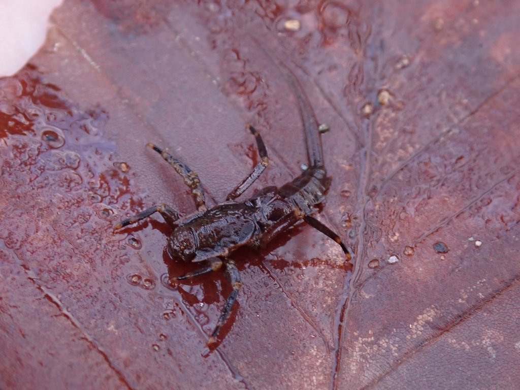Neoephemera purpurea