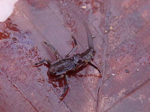 Neoephemera purpurea