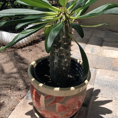 Pachypodium baronii
