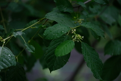 Frangula alnus