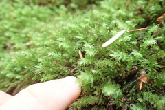 Mnium thomsonii