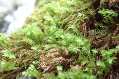 Mnium thomsonii