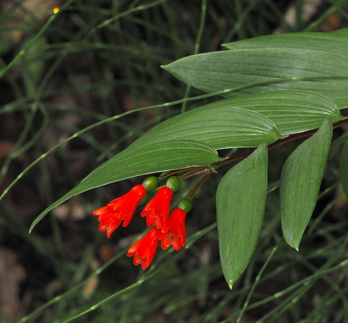 Bomarea distichifolia (Bomarea distichifolia)