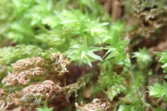 Mnium thomsonii