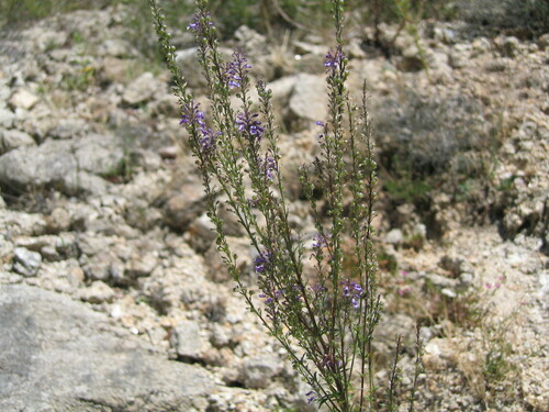 Anarrhinum longipedicellatum (Anarrhinum longipedicellatum)