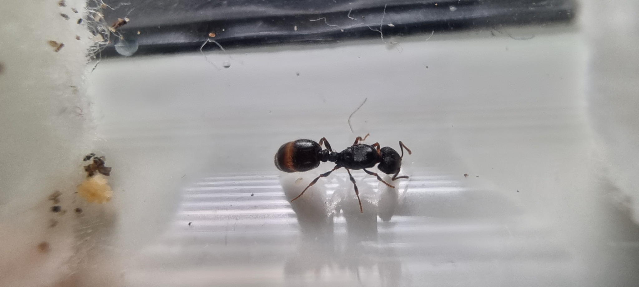 Tetramorium brevicorne