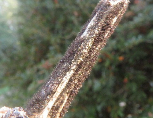 Helminthosporium velutinum, 2024-12-19