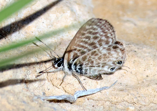 Lang's Short-tailed Blue